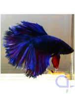 Halfmoon Kampffisch blau-lila, Männchen, Betta splendens