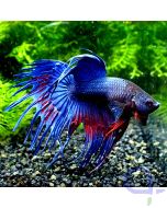 Kampffisch Crowntail - Rot Blau - Betta splendens -Ansicht