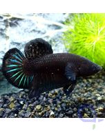 Kampffisch Plakat - Black Lace - Betta Splendens - Body