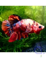 Kampffisch Plakat - Big Red Nemo - Betta splendens *40