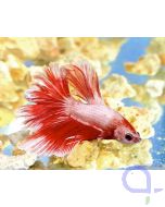 Crown tail Kampffisch Rot-Weiß - Männchen - Betta splendens