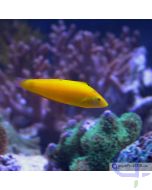 Bild 1 Halichoeres chrysus - Kanarien-Lippfisch