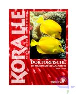 KORALLE Doktorfische im Meerwasseraquarium