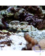 Signigobius biocellatus - Krabbenaugengrundel