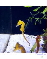Hippocampus kuda Gelb - Seepferdchen