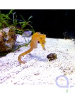 Hippocampus kuda Orange - Seepferdchen