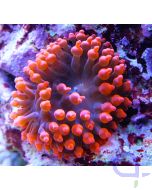 Kupferanemone S - Entacmaea quadricolor