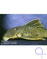 Goldgrüner Phantomwels - Hemiancistrus subviridis - L200 