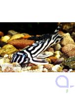 L46 - Zebrawels - Hypancistrus zebra - DNZ