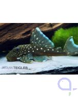 Hemiancistrus sp - Blauer Phantomwels - L 128