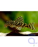 L129 - Kolumbianischer Zebrawels - Hypancistrus debilittera