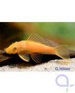  Ancistrus sp - Gelber Antennenwels - L 144