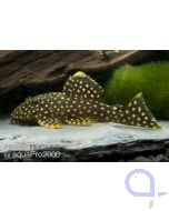 Golden Nugget - Baryancistrus xanthellus - L177