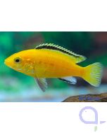 Labidochromis yellow - Labidochromis caeruleus 