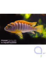 Labidochromis hongi Super Red Top