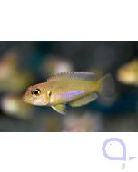 Schneckenbuntbarsch Gold - Lamprologus ocellatus