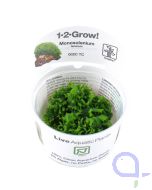 Zartes Lebermoos - Monosolenium tenerum - 1-2-Grow