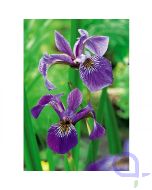 Iris Versicolor - Amerikanische Sumpfschwertlilie Blau