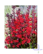 Lobelia cardinalis - Kardinalslobelie 