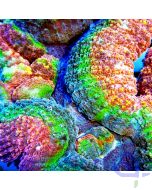 Lobophyllia Splitcolor-Rainbow