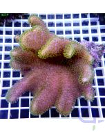 Lobophytum sp. "Purple N' Green" #43