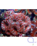 Acanthastrea lordhowensis Rot
