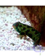 Synchiropus picturatus LSD Mandarin-Fisch