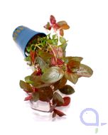Ludwigia repens 'Rubin' - Detail