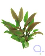 Cryptocoryne walkeri ehem. lutea - Dunkelgrüner Wasserkelch