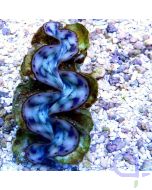 Tridacna squamosa hellblau