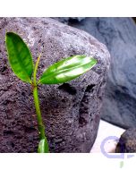 Rote Mangrove - Detail - VvH