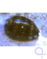 Mauritia arabica - Arabische Porzellanschnecke