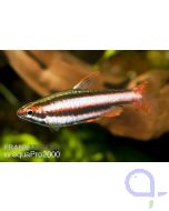 Zwergziersalmler - Nannostomus marginatus 1