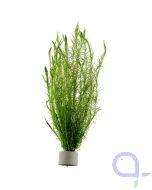 Brasilianisches Mooskraut - Mayaca fluviatilis
