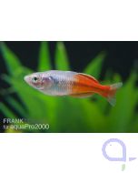 Boesemans Regenbogenfisch - Melanotaenia boesemani