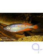 Parkinsons Regenbogenfisch - Melanotaenia parkinsoni