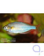 Diamant-Regenbogenfisch - Melanotaenia praecox 