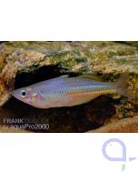 Juwelen Regenbogenfisch - Melanotaenia trifasciata 