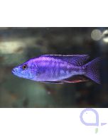 Messerbuntbarsch - Dimidiochromis compressiceps Männchen