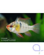 Schmetterlingsbuntbarsch - Mikrogeophagus ramirezi 