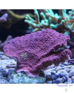 Montipora Platte lila