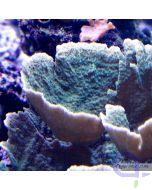Montipora foliosa Platte Grün - Ableger