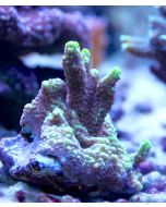 Montipora capitata - SPS