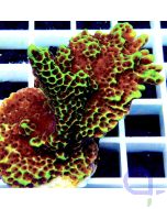 Montipora confusa