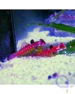Synchiropus sycorax (moyeri) - Roter-Mandarinfisch