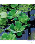 Muschelblume - Pistia stratiotes