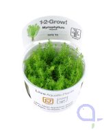 Myriophyllum Guyana - Grünes Tausendblatt - InVitro 1-2-Grow