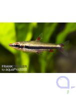 Dreibindenziersalmler - Nannostomus trifasciatus