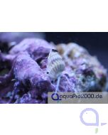 Nassarius vibex Karibische Wellhornschnecke