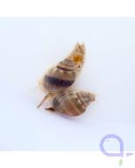 Nassarius graphiterus - Netzreusenschnecke